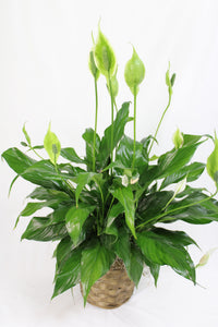 Plants