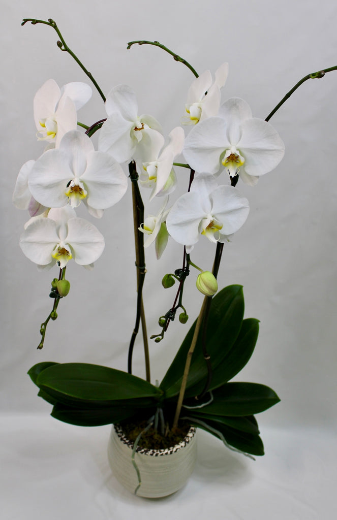 Orchid Plant