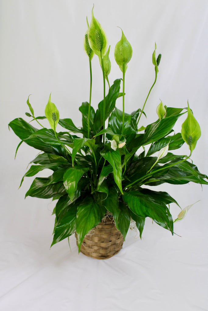 Peace Lily Plant