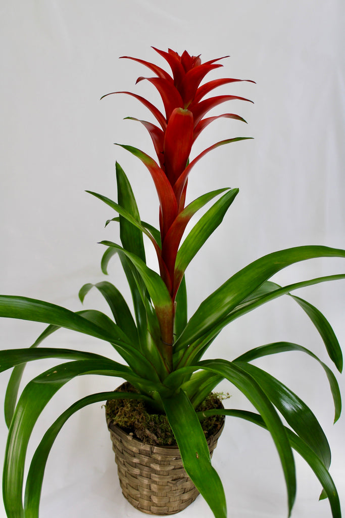 Bromeliad Plant